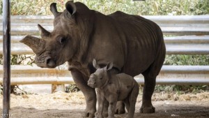 ISRAEL-ANIMALS-ZOO-RHINOCEROS