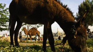 A camel and donkey are seen on the banks