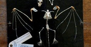 The skeleton of a Myotis myotis bat is pictured at the Royal Institute of Natural Sciences in Brussels