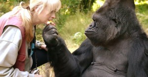 Famed sign-language gorilla Koko dies in California
