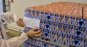 Romania Food Safety Eggs